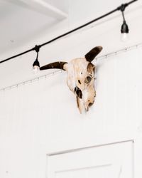 Low angle view of animal skull