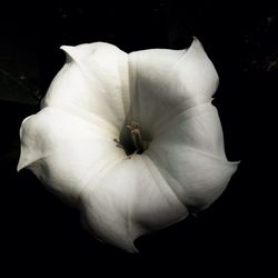 Close-up of white flower blooming against black background