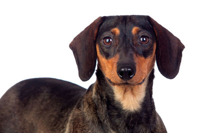 Close-up portrait of dog against white background