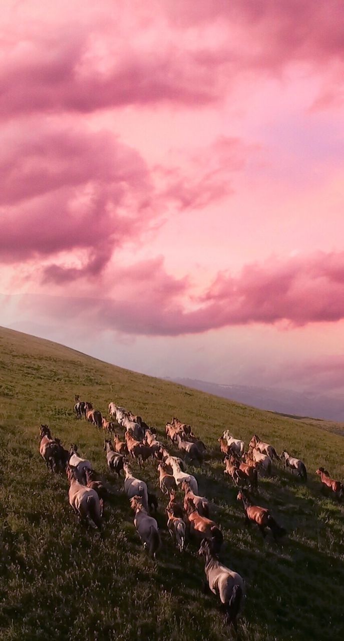 animal themes, cloud - sky, grass, tranquility, tranquil scene, sky, scenics, nature, beauty in nature, zoology, cloud, day, domestic animals, non-urban scene, outdoors, the past, no people