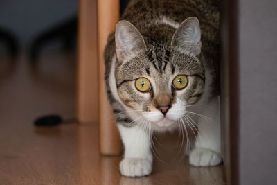 Portrait of tabby cat on floor