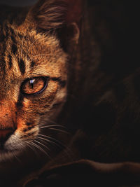 Close-up portrait of cat