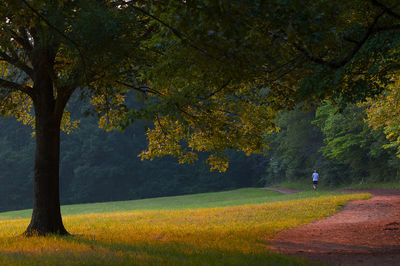Yellow flowers on tree trunk
