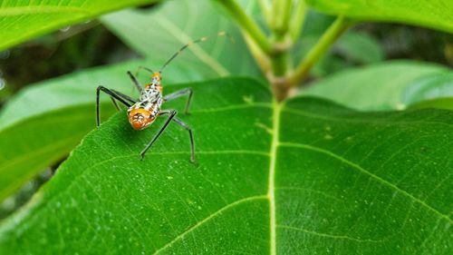 Close-up of insect on leaf
