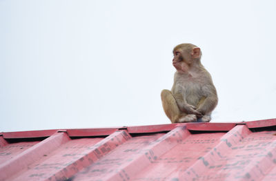 Low angle view of monkey sitting on roof against clear sky