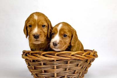 Puppy in basket against white background
