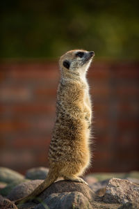 Meerkat in zoo