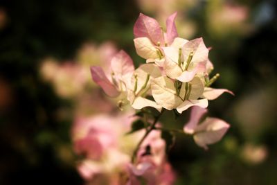 Close-up of pink rose plant