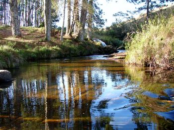 Reflection of trees in river