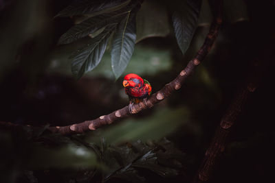 Close-up of ladybug on plant