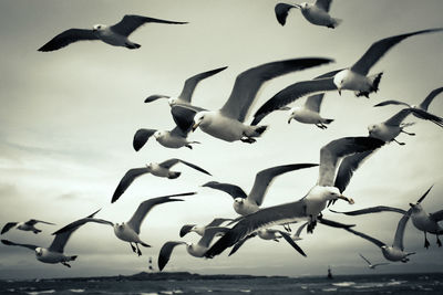 Seagulls flying over sea against sky