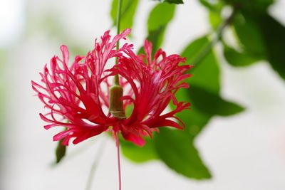 Close-up of pink flower