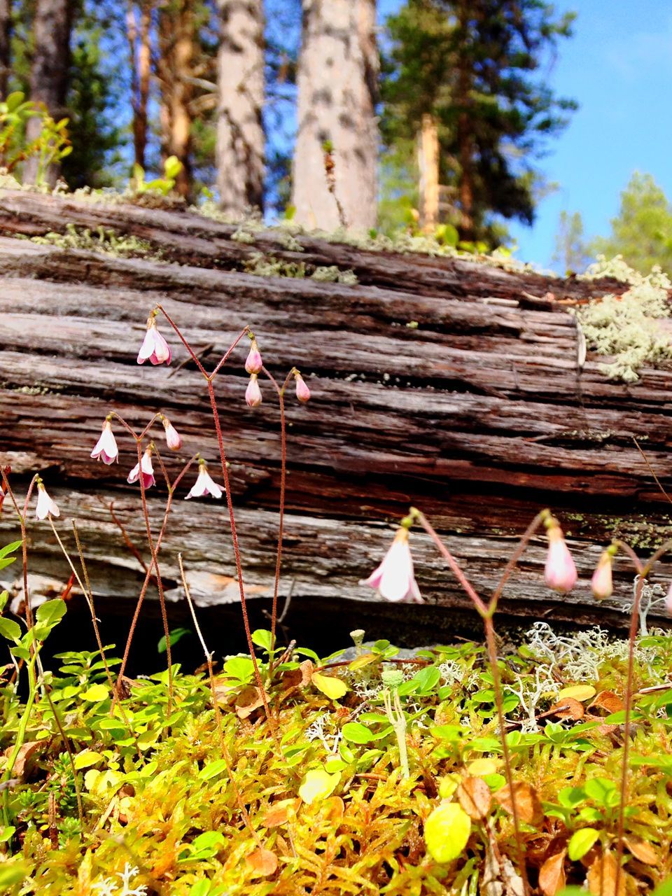 tree, tree trunk, wood - material, forest, growth, nature, leaf, plant, park - man made space, day, outdoors, branch, tranquility, field, beauty in nature, focus on foreground, sunlight, flower, wooden