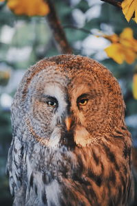 Close-up portrait of owl