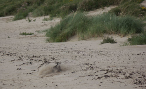 Scenic view of sand dunes at beach