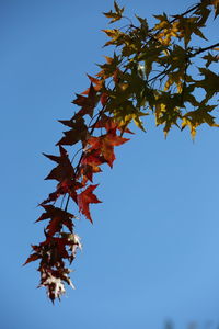 Low angle view of maple tree against clear blue sky