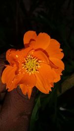 Close-up of orange flower