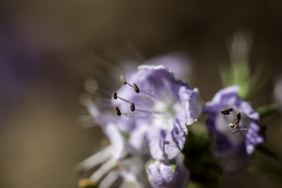 Close-up of insect on purple flower