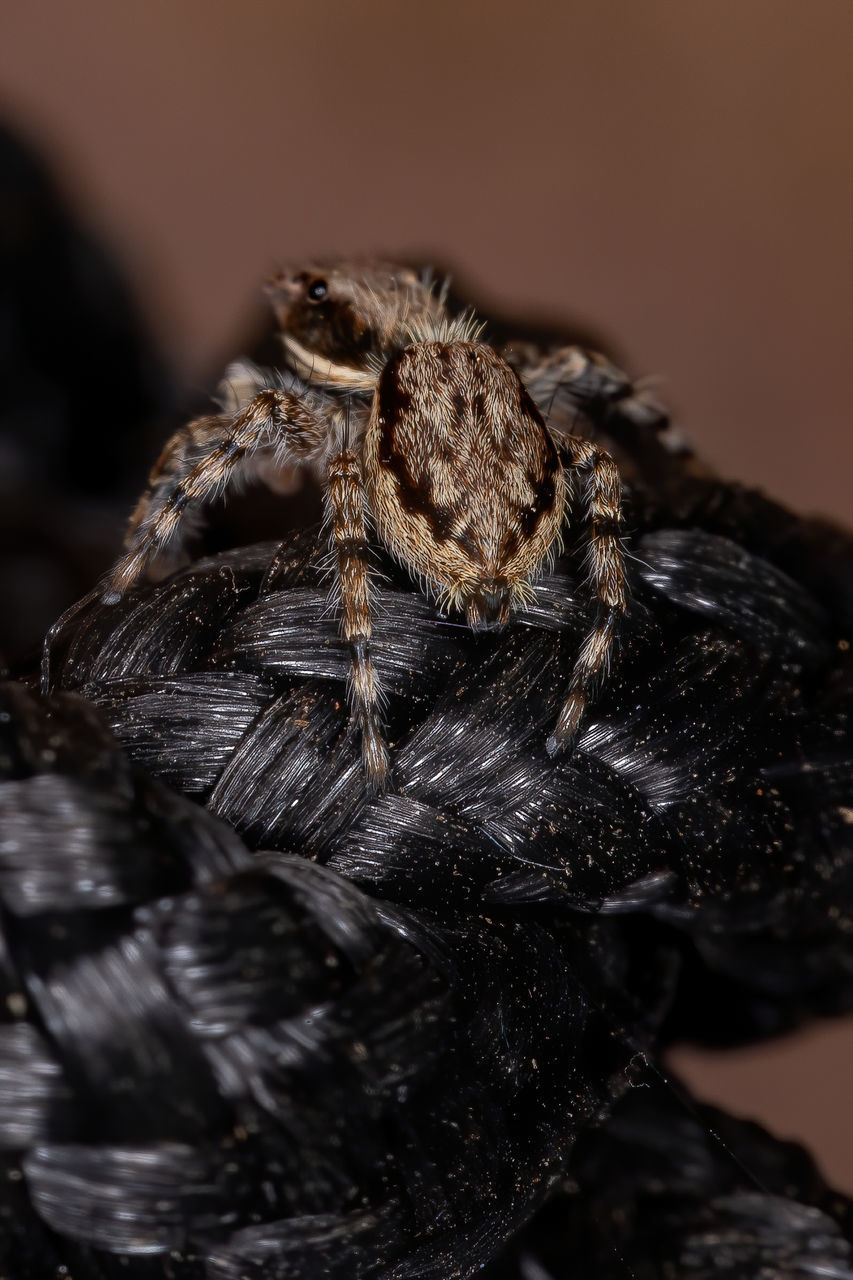 CLOSE-UP OF SPIDER IN THE ANIMAL