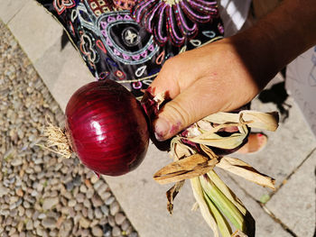 Close-up of hand holding red organic onion