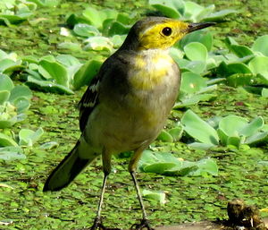 Close-up of a bird