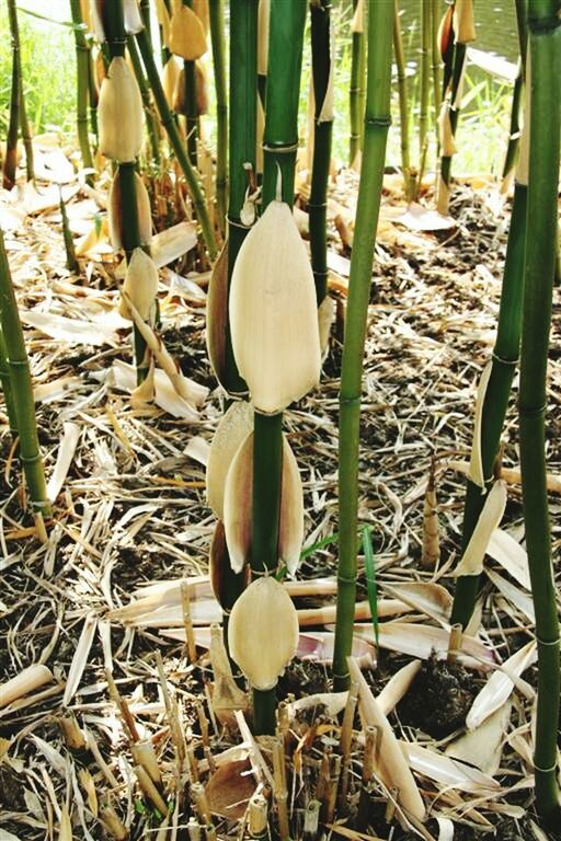 CLOSE-UP OF PLANT