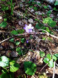 High angle view of purple flowering plant on land