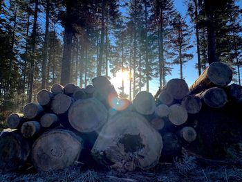 Stack of logs in forest