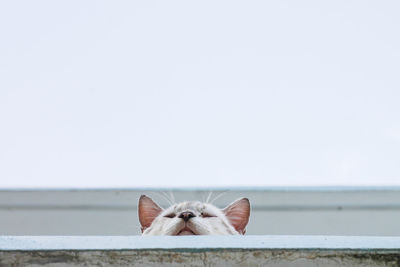 Directly below shot of cat against clear sky