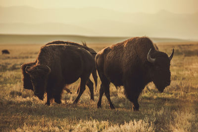 Herd of north american bisons during sunset. colorado prairie wildlife. 