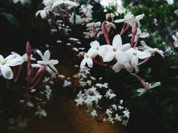 Close-up of white flowers