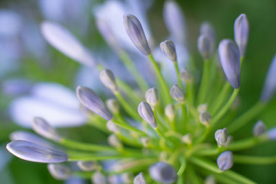 Close-up of purple crocus flower