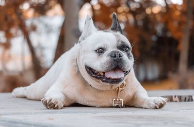 Close-up of dog