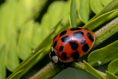 High angle view of ladybug on plant