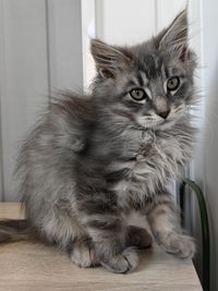pet