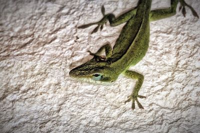 Lizard on the wall