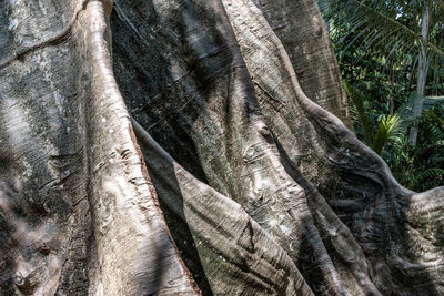 Close-up of palm tree trunk in forest