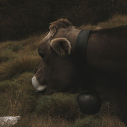 Close-up of a cat on field