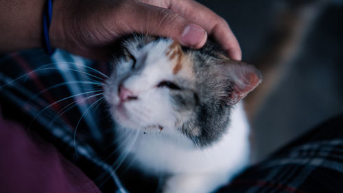 Close-up of hand with cat