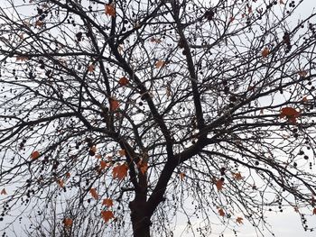 Low angle view of bare tree against sky during winter