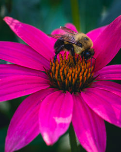 Close-up of bee pollinating on flower