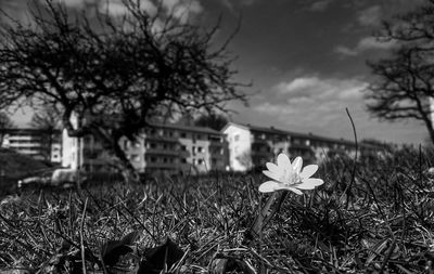 Plant growing on field against sky