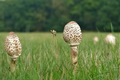 Close-up of mushroom growing on field