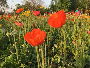 Close-up of poppy blooming on field