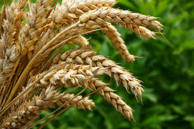 Close-up of stalks in field