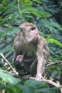 Monkeys on a forest