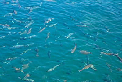 High angle view of fishes swimming in sea