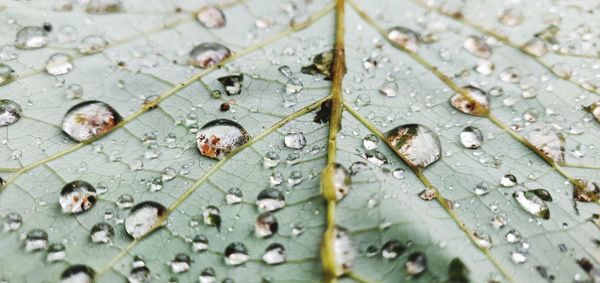 Close-up of raindrops on leaves