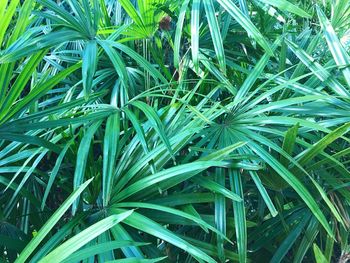 Full frame shot of plants growing on field