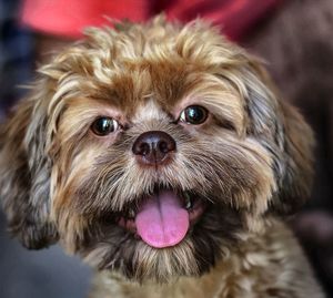 Close-up portrait of dog